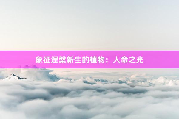 象征涅槃新生的植物：人命之光